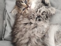 Chinchilla longhair dişi