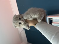 Özel seri scottish fold