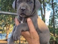 Şecereli Aşı Yapılmış Dişi Yavru Köpeğimiz