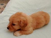 Terrier yavru 1 aylık sütten kesilmek üzere