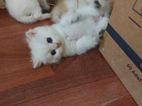 Ny 24 ny 1112 safkan british shorthair
