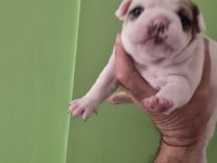 YAVRU FRENCH BULLDOGLAR SIFIR KUYRUK