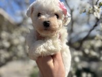 Kar topu beyaz bichon frise bebekler