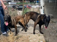 Belçika Malinois Bebekler