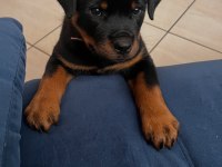 Rottweiler kapıda ödemeli çiftlik kredi kartı geçer