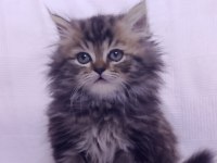 3 Aylık Tuvalet Eğitimli İran Kedisi