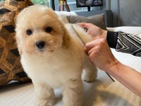 Eğitilebilir Maltipoo Yavruları ile Evinize Neşe Katın