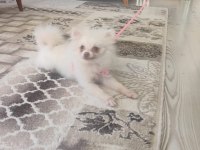Satılık pomeranian köpeği