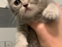 Anne Altından British Shorthair Yavrumuz