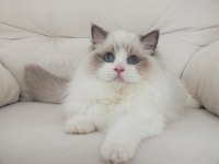 Full şecereli ragdoll yavruları