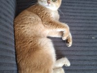British Golden Shorthair Dişi