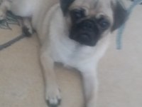 1 yaşında dişi pug