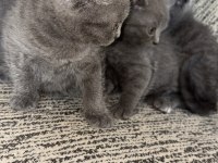 British shorthair kedisi