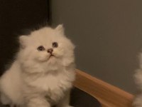 BRİTİSH LONGHAİR KEDİSİ
