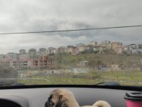 Kalite safkan pug yavruları