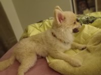 Leo pomeranian boo