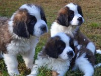 ST BERNARD SON ERKEK YAVRU