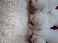 Ev doğumlu orjinal beyaz alman çoban köpeği yavrular