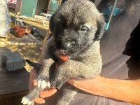 ÜST DÜZEY VASIFLI KANGAL YAVRULARI İZMİR