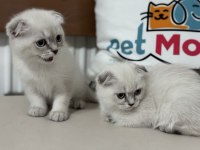 Ankarada ziyatere açık scottish fold yavrularımız