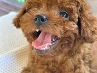 Kuyruksuz Kore Toy Poodle Yavrumuz