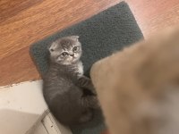 Scottish fold yavrular için yuva