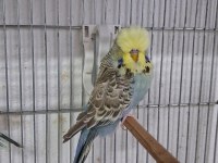 Show Jumbo Muhabbet Kuşları