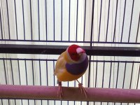 Gouldian Finch (Gökkuşağı İspinozu)