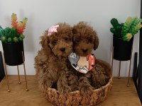 2.5 kiloda kalacak Toy Poodle Bir dişi bir erkek