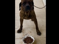 Cane corso brindle (havlamaz ve koruma eğitimli)