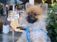 1 yaşında erkek Pomeranian boo 2,5 kg