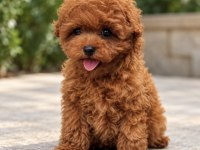 Poodle Severlere Özel Yavrular