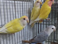 Son kalan sevda papaganları buyrun sizde sahiplenin