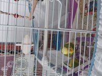 6 aylık erkek muhabbet kuşu