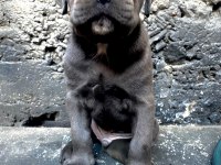 Blue yavru cane corso