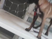 Belçika kurdu malinois köpeği