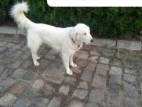2 erkek ve 2 dişi golden retriever
