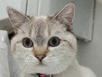 British Shorthair Mama Karşılığı