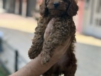 Konya içi elden teslim toy poodle bebekler