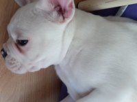 French bulldog tyson yeni yuvasını arıyor