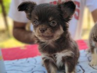 TEACUP CHİHUAHUA YAVRULAR