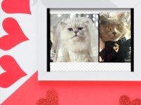 Russian blue ve british longhair kırma yavrular