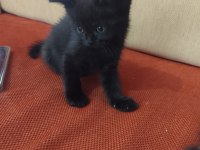 Scottish fold ve straight yavrular hazır