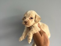 Terrier bebişlerimiz