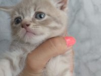 Sütlü kahve whiskas gri beyaz renklerde dişi erkek british