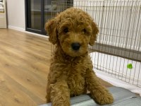 2 DİŞİ YAVRU TOY POODLE SAHİPLENDİRİYORUZ