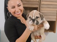 %100 IRK GARANTİLİ İNGİLİZ BULLDOG YAVRULAR
