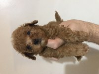 2 jenerasyon red Brown toy yavrular