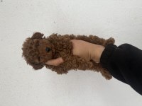 KORE TEDDY POODLE RED BROWN LEKESİZ