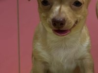 1 Dişi Chihuahua Köpeği